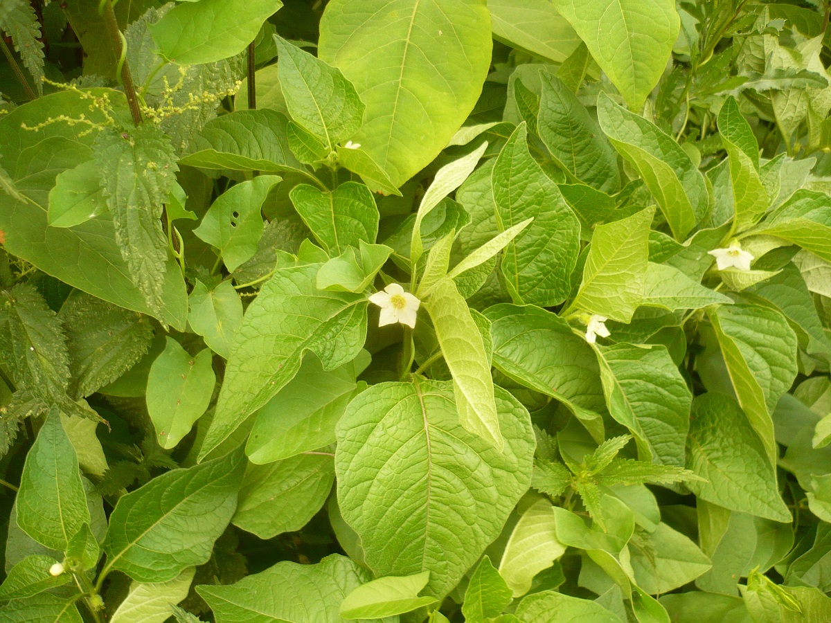 Physalis alkekengi var. franchetii (Solanaceae)
